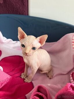 Don Sphynx