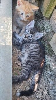 Darujem mačiatka
