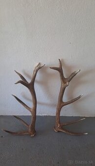 Zhody,trofeje,parožie