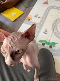 Sphynx