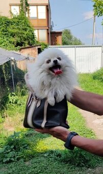 Pomeranian Extra Mini s PP