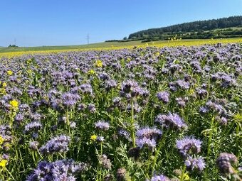 Facélia vratičolistá