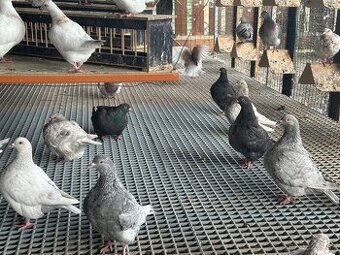 Holuby  Texan , texany