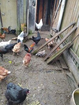 Ponúkam sliepky,mladky, kohúty, rôznych druhov