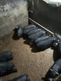 Vietnamské prasiatka