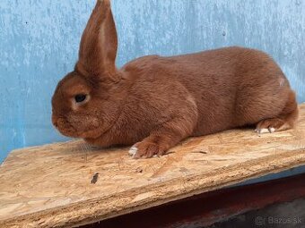 Novozélandský červený