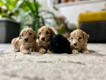 Pudel Toy a Trpazličí