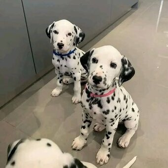 Dalmatínec – šteniatka s PP,