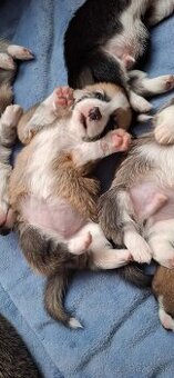 Welsh corgi pembroke
