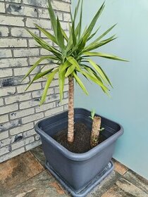 Yucca obrovská (Juka gigantea) - 1