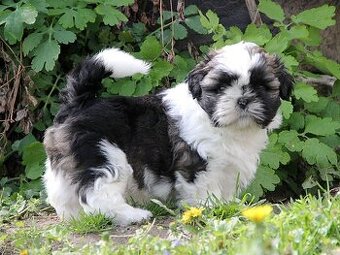 Shih-tzu, ši-tzu , shih tzu, ši-cu - štěňátka s PP FCI