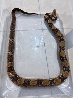 Velhad kralovsky / boa constrictor