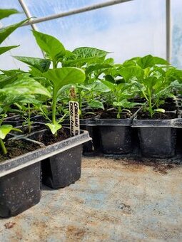 Predaj priesady sadenice planty chilli papriky