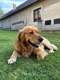 Zlatý retriever na krytie