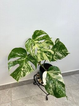 Monstera deliciosa albo variegata