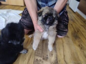 Tibetský španěl