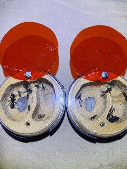Camponotus vagus