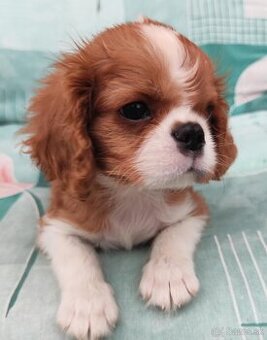 Cavalier Cavalier king Charles spaniel