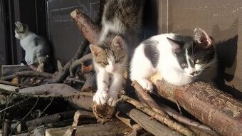 Darujem 4 kocurikov. Majú 3 mesiace a jedia všetko