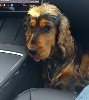 Anglický kokeršpaniel na krytie