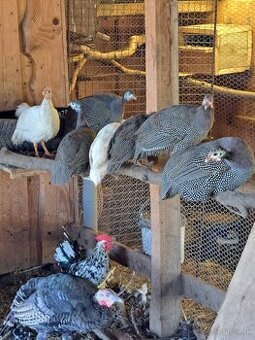 Perličky modré prilbaté