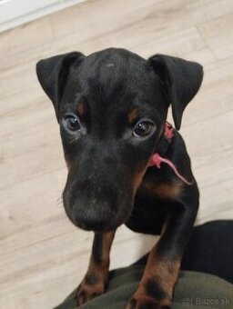 Predám šteniatka JAGDTERRIÉRA