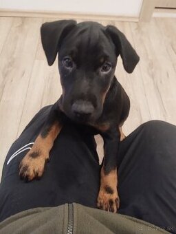 Predám šteniatka JAGDTERRIÉRA