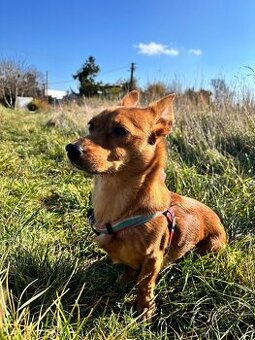 Za veterinárne poplatky