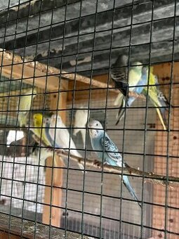 Predám andulky,spevavé Alexandre ,papagájov nadhern