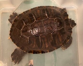 Sladkovodná korytnačka darujeme