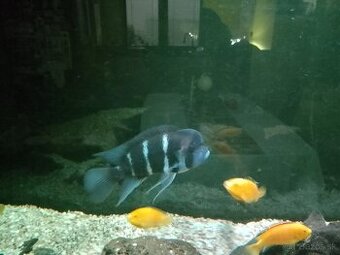 Cyphotilapia frontosa - 1