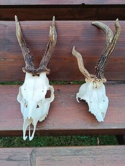 Parohy, zhody, trofeje, srnce, rarita