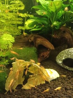 Krevetky Neocardina Davidi Red Rilli a Yellow Fire