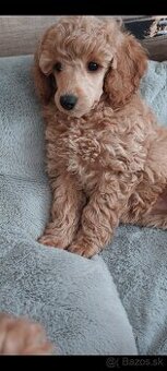 Pudel ( pudlik ) s pp MADA fenka