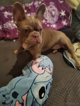 Francúzky buldoček