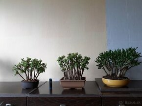 Sukulentné bonsai - 1