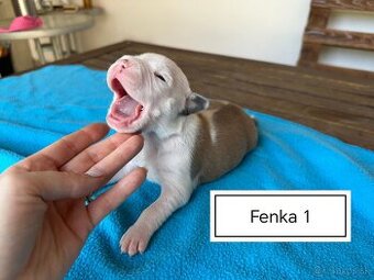 Šteniatka Americký stafordšírský teriér, staford, staffy