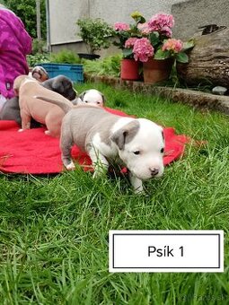 Šteniatka Americký stafordšírský teriér, staford, staffy