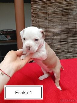 Šteniatka Americký stafordšírský teriér, staford, staffy
