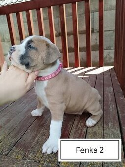 Šteniatka Americký stafordšírský teriér, staford, staffy