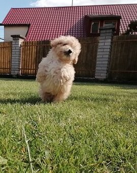 Predám šteniatka maltipoo.