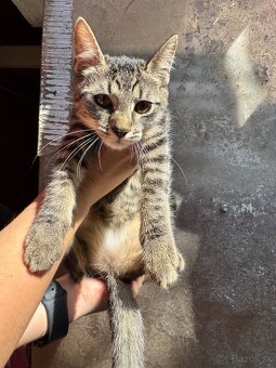 Mačička na darovanie