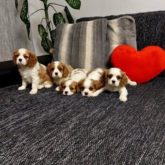 Cavalier king charles Spaniel