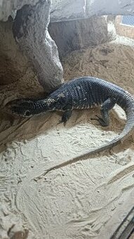 Varan stepny - predám/vymenim