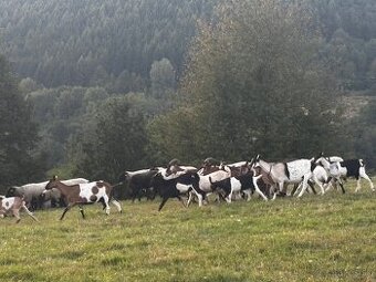 Capko a kozičky
