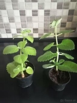 predám nádchovník , rýmovník.