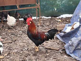 kohút valaška jarabičia