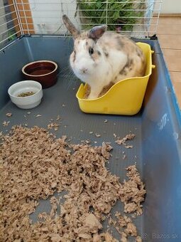 Králik - domáci maznáčik - 1