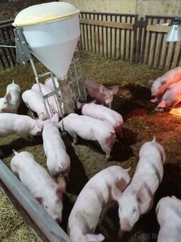 Ponúkam odstavčata cca 25kg, 65kg - 1