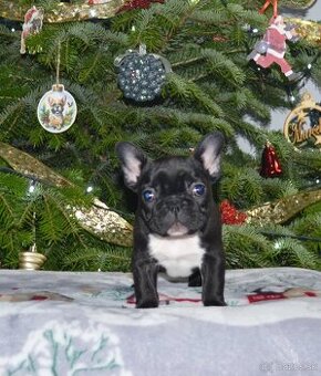 Francúzsky buldoček s PP/French bulldog